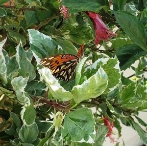 Meet your Posher, Nisha